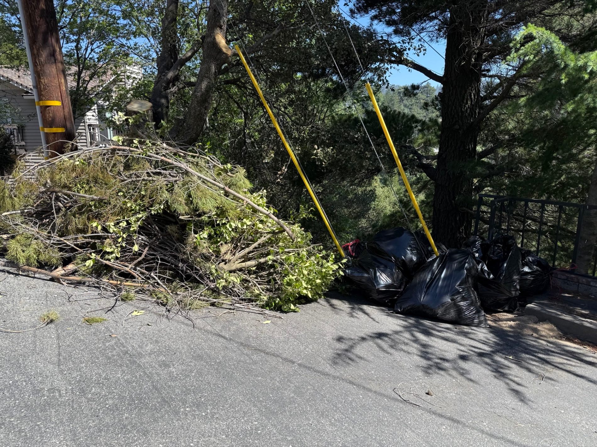 Tree Limb Removal service